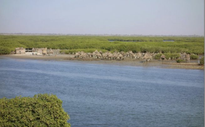 Aire marine protégée : Joal, un modèle en Afrique Aire marine protégée : Joal, un modèle en Afrique
