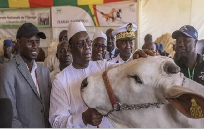 Journée nationale de l’élevage : Macky Sall préside la huitième édition célébrée à Tambacounda ce 29 décembre 2022