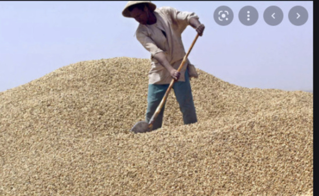 Agriculture : La campagne arachidière risque le drame à Touba Agriculture : La campagne arachidière risque le drame à Touba