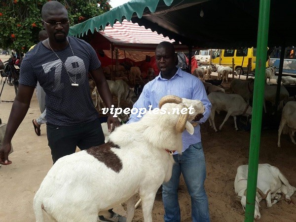 Opération tabaski: Tapha Marmite du cœur et Baboye dans la vente des béliers VIP Opération tabaski: Tapha Marmite du cœur et Baboye dans la vente des béliers VIP