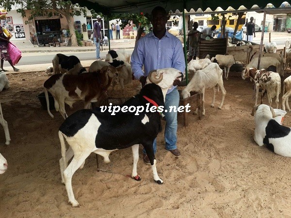 Opération tabaski: Tapha Marmite du cœur et Baboye dans la vente des béliers VIP Opération tabaski: Tapha Marmite du cœur et Baboye dans la vente des béliers VIP