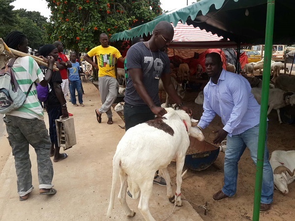 Opération tabaski: Tapha Marmite du cœur et Baboye dans la vente des béliers VIP Opération tabaski: Tapha Marmite du cœur et Baboye dans la vente des béliers VIP