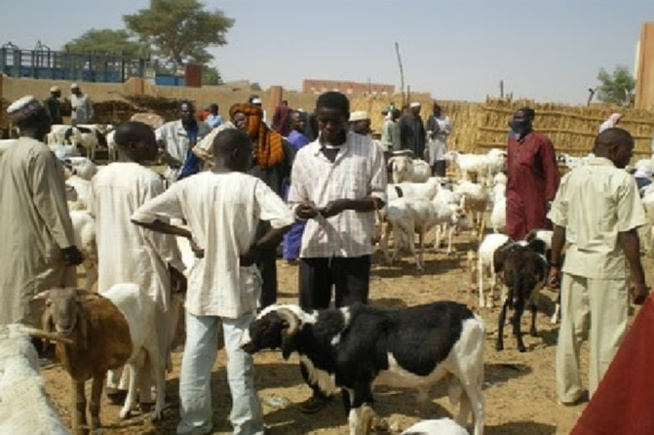 Le vol de bétail, un phénomène récurrent à Cas-Cas : Ce que recommande une enseignante aux autorités Le vol de bétail, un phénomène récurrent à Cas-Cas : Ce que recommande une enseignante aux autorités