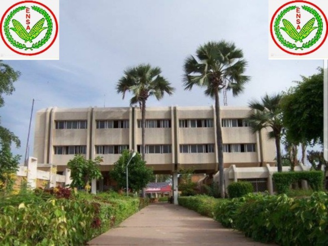 Un désarroi qui dure : les enseignants de l’Ensa courent derrière six mois d’arriérés de salaire Un désarroi qui dure : les enseignants de l’Ensa courent derrière six mois d’arriérés de salaire