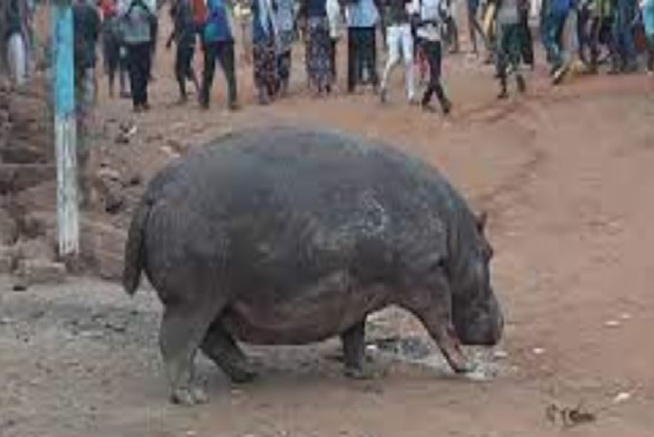 Thilogne : L’autre version sur la mort de l'hippopotame tueur d'un vieillard