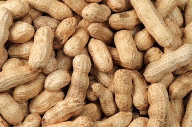 Louga-373 tonnes d'arachides collectées cette année : Une très faible quantité par rapport aux attentes, selon Diagne Fada