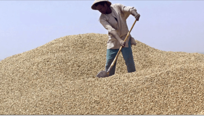 Campagne arachidière 2023 : A Kaolack, Modou Diagne Fada insatisfait de la quantité collectée Campagne arachidière 2023 : A Kaolack, Modou Diagne Fada insatisfait de la quantité collectée