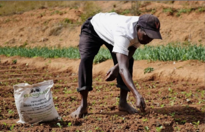 Une grande quantité d’engrais, subventionné de 46,5 à 50% : L’Etat «gâte» les producteurs des Niayes Une grande quantité d’engrais, subventionné de 46,5 à 50% : L’Etat «gâte» les producteurs des Niayes