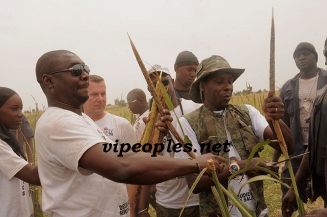 3 000 hectares de mil récoltés en moins de 48 heures: le défi du «dieuwrigne» de Khelcom, Cheikh Amar 3 000 hectares de mil récoltés en moins de 48 heures: le défi du «dieuwrigne» de Khelcom, Cheikh Amar