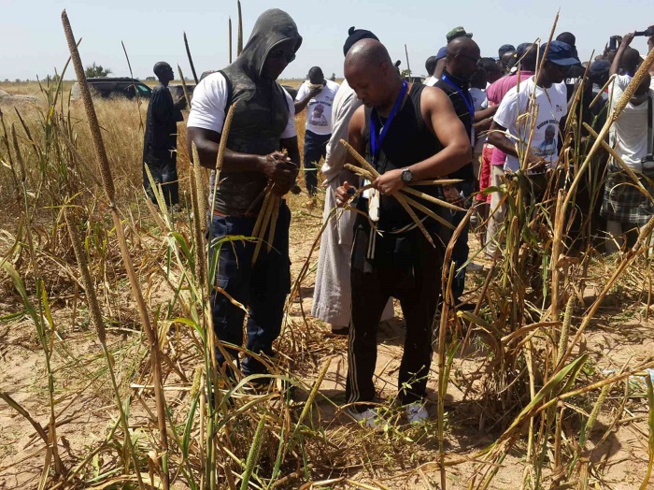 Paco Jackson étale ses talents de cultivateur à Khelcom. Paco Jackson étale ses talents de cultivateur à Khelcom.