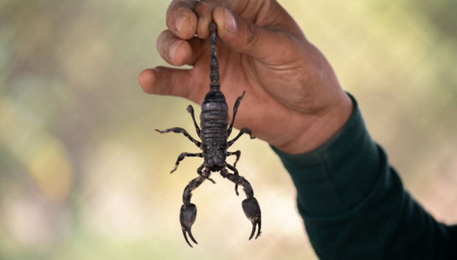 France : Un scorpion pique un passager sur un vol en provenance du Sénégal France : Un scorpion pique un passager sur un vol en provenance du Sénégal