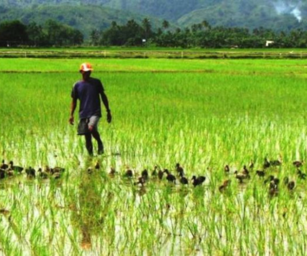 Production rizicole : Sédhiou première région avec 357 mille tonnes durant la campagne 2022-2023 Production rizicole : Sédhiou première région avec 357 mille tonnes durant la campagne 2022-2023