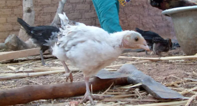 Menaces de la grippe aviaire sur la volaille : Les producteurs avicoles, la peur au ventre, craignent le pire