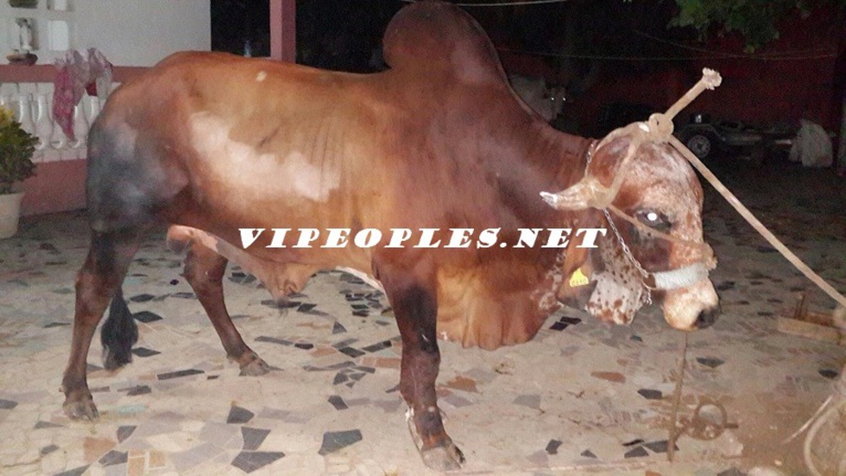 Baptême du fils de Pape Diouf: Cheikh Amar, Malick Gackou, Elimane Lam, Pape Bocar Diouf, et Son bassiste Jule Diop offrent des vaches et des moutons "Ladoum"