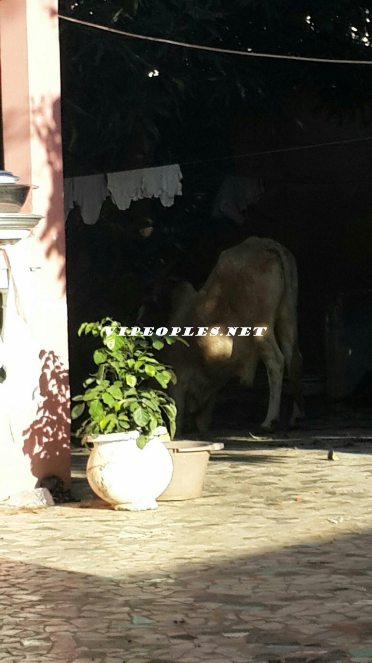 Baptême du fils de Pape Diouf: Cheikh Amar, Malick Gackou, Elimane Lam, Pape Bocar Diouf, et Son bassiste Jule Diop offrent des vaches et des moutons "Ladoum" Baptême du fils de Pape Diouf: Cheikh Amar, Malick Gackou, Elimane Lam, Pape Bocar Diouf, et Son bassiste Jule Diop offrent des vaches et des moutons "Ladoum"