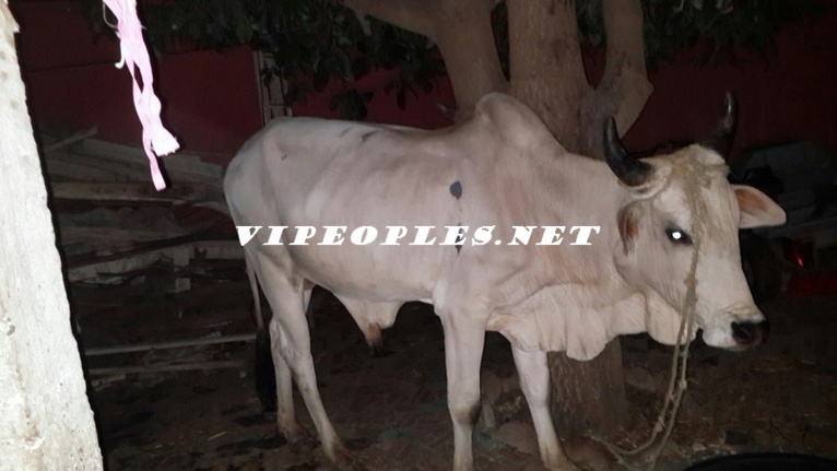 Baptême du fils de Pape Diouf: Cheikh Amar, Malick Gackou, Elimane Lam, Pape Bocar Diouf, et Son bassiste Jule Diop offrent des vaches et des moutons "Ladoum"