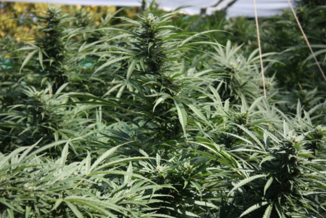 Saisie de 147 kg de chanvre indien à Kaolack : La BRS alpague les deux cultivateurs qui ravitaillaient la zone Saisie de 147 kg de chanvre indien à Kaolack : La BRS alpague les deux cultivateurs qui ravitaillaient la zone