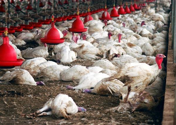 Grippe aviaire: Le ministère de l'élevage bénéficie de 70 millions de FCfa pour l'achat de matériels sanitaires Grippe aviaire: Le ministère de l'élevage bénéficie de 70 millions de FCfa pour l'achat de matériels sanitaires