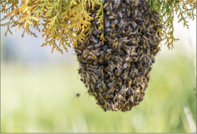 Kayemor / Kaolack : Un homme tué par des abeilles