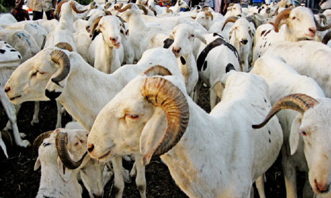 Départ du ministre de l’élevage à quelques mois de la Yabaski : Le président des éleveurs rassure sur la fourniture en moutons Départ du ministre de l’élevage à quelques mois de la Yabaski : Le président des éleveurs rassure sur la fourniture en moutons