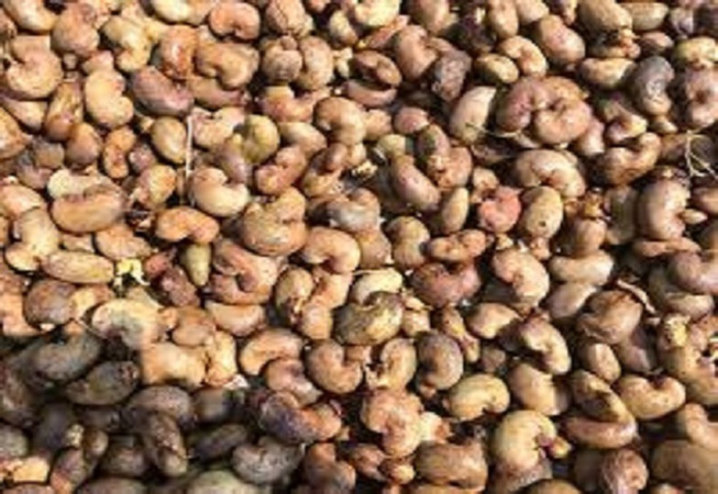 Ziguinchor-commercialisation des noix d’anacarde : des producteurs entre craintes et inquiétudes sur le niveau bas des prix au kilo Ziguinchor-commercialisation des noix d’anacarde : des producteurs entre craintes et inquiétudes sur le niveau bas des prix au kilo