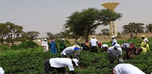Louga / Lutte pour la sécurité alimentaire : La Commune de Niomré abrite la journée de lancement Louga / Lutte pour la sécurité alimentaire : La Commune de Niomré abrite la journée de lancement