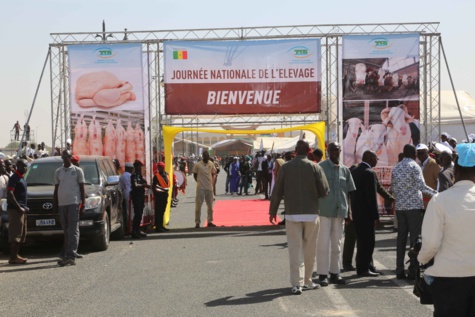 Le Président Macky Sall préside la première édition de la journée nationale de l'élevage Le Président Macky Sall préside la première édition de la journée nationale de l'élevage