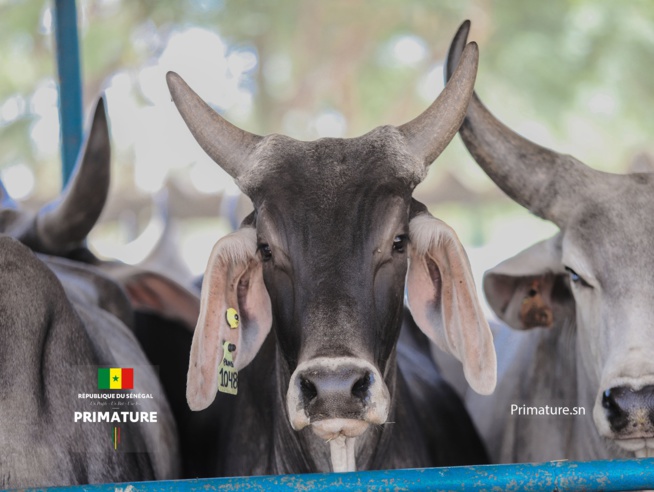 Le Premier Ministre, Ministre de l’Elevage et des Productions animales Amadou BA a présidé  la cérémonie officielle de réception de 312géniteurs « Guzera » à l’ENSA de Thiès