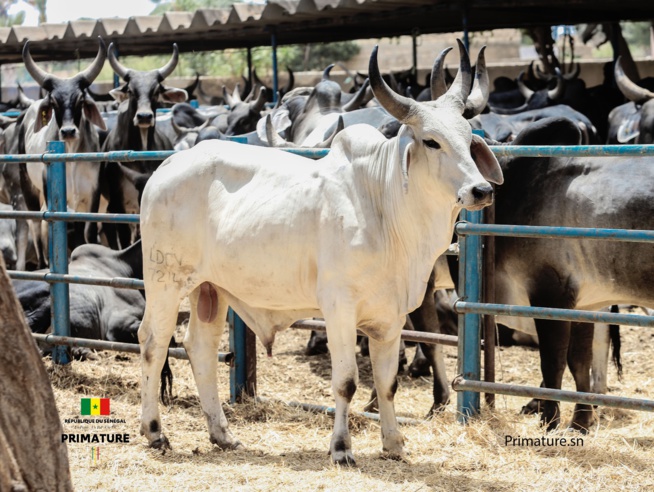 Le Premier Ministre, Ministre de l’Elevage et des Productions animales Amadou BA a présidé  la cérémonie officielle de réception de 312géniteurs « Guzera » à l’ENSA de Thiès