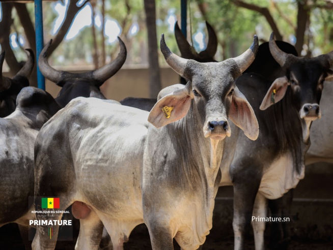 Le Premier Ministre, Ministre de l’Elevage et des Productions animales Amadou BA a présidé  la cérémonie officielle de réception de 312géniteurs « Guzera » à l’ENSA de Thiès