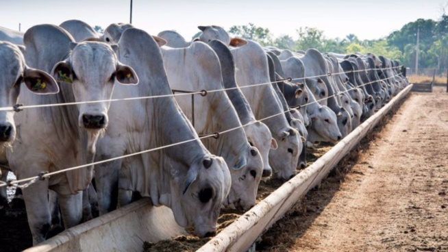 Elevage : Le Sénégal réceptionne 312 taureaux géniteurs importés du Brésil
