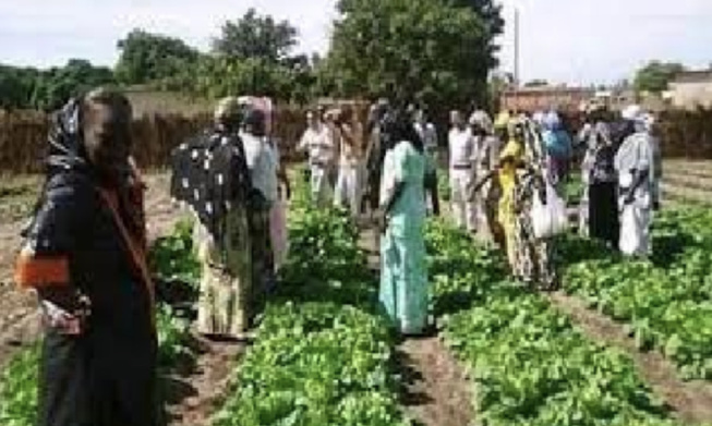 Cherté des factures de Sen’Eau, remontée de la nappe phréatique : Les maraîchers de Lendeng dans le dur !
