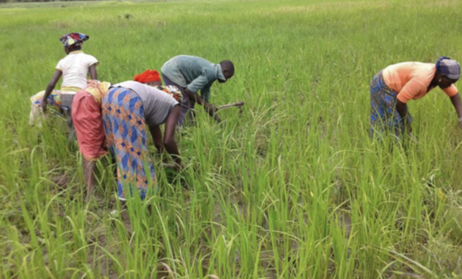 Campagne agricole 2023-2024 : Macky Sall pour une mise en place effective et efficace des intrants