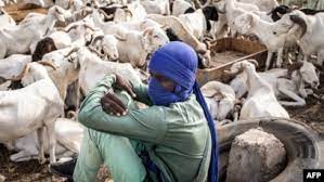 Dakar : Les Émeutes Meurtrières Brident L’arrivée Des Moutons De Tabaski Dakar : Les Émeutes Meurtrières Brident L’arrivée Des Moutons De Tabaski