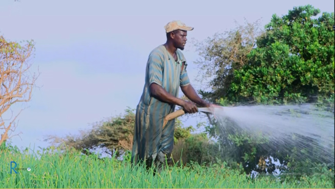 La culture maraîchère en danger dans la zone des Niayes : Les agriculteurs de Diogo confrontés à de multiples défis La culture maraîchère en danger dans la zone des Niayes : Les agriculteurs de Diogo confrontés à de multiples défis