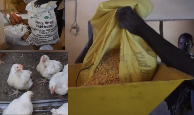 Tamba :Grâce au soutien du Corps de la Paix des USA un GIE met en place la première unité de fabrication d'aliments pour volailles Tamba :Grâce au soutien du Corps de la Paix des USA un GIE met en place la première unité de fabrication d'aliments pour volailles