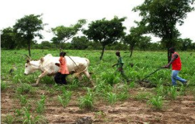 Menace sur près de 100 hectares et 1500 emplois : Pourquoi Keur Mousseu rejette le projet de «Ville Nouvelle» Menace sur près de 100 hectares et 1500 emplois : Pourquoi Keur Mousseu rejette le projet de «Ville Nouvelle»