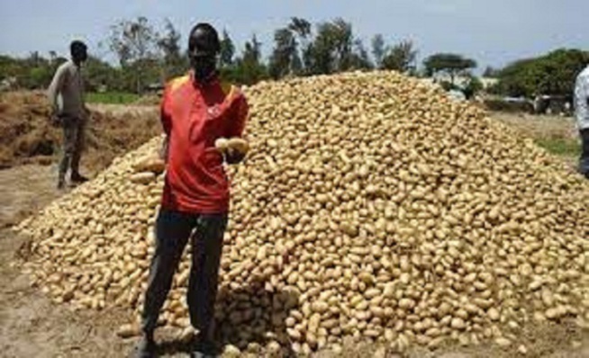 Pénurie d'oignons : l'activité de production et de commercialisation fait également défaut Pénurie d'oignons : l'activité de production et de commercialisation fait également défaut