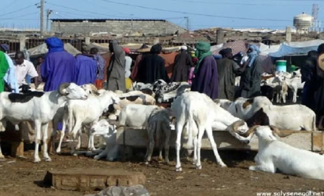 Ça râle fort au Foirail de Sicap Mbao : Avec l'hivernage, l’enfer de la boue s’installe Ça râle fort au Foirail de Sicap Mbao : Avec l'hivernage, l’enfer de la boue s’installe