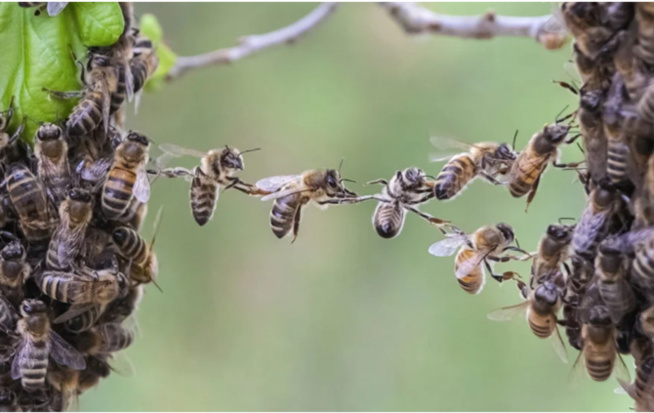 Insolite à Ngandoul Bambara : Des abeilles attaquent les populations du village Insolite à Ngandoul Bambara : Des abeilles attaquent les populations du village