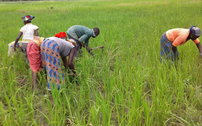 Matam face à une faiblesse des Crues : une grande Inquiétude chez les populations Matam face à une faiblesse des Crues : une grande Inquiétude chez les populations