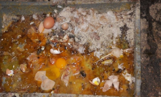 Les détenus reçoivent de la nourriture avariée : Alerte du Collectif pour la libération des détenus politiques Les détenus reçoivent de la nourriture avariée : Alerte du Collectif pour la libération des détenus politiques