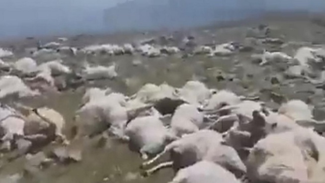 Feu de brousse dans la commune de Mbolo Birane : 160 moutons tués à Bilé Galoya Feu de brousse dans la commune de Mbolo Birane : 160 moutons tués à Bilé Galoya
