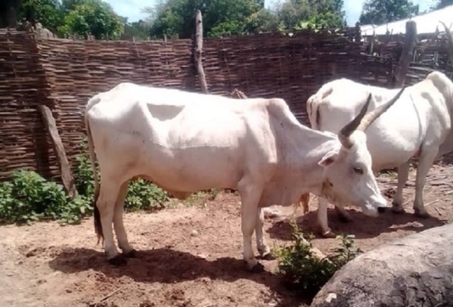 Adama Ndiaye dit «Fora» sur l’affaire de vol de bœufs au nom de Serigne Saliou Thioune «Je n'ai été ni convoqué ni arrêté... c'est fabriqué par mes détracteurs» Adama Ndiaye dit «Fora» sur l’affaire de vol de bœufs au nom de Serigne Saliou Thioune «Je n'ai été ni convoqué ni arrêté... c'est fabriqué par mes détracteurs»