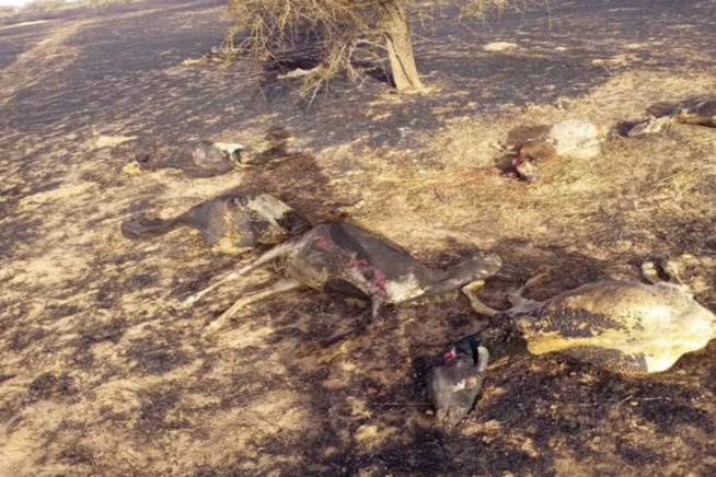 Feux de brousse : 66 cas enregistrés en moins de deux mois (Ministre) Feux de brousse : 66 cas enregistrés en moins de deux mois (Ministre)