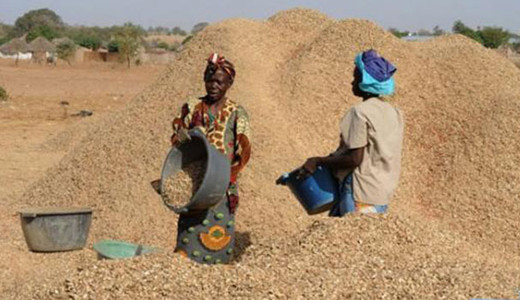 Commercialisation de l’arachide : Le prix planché du kilogramme fixé à 280 FCFA Commercialisation de l’arachide : Le prix planché du kilogramme fixé à 280 FCFA