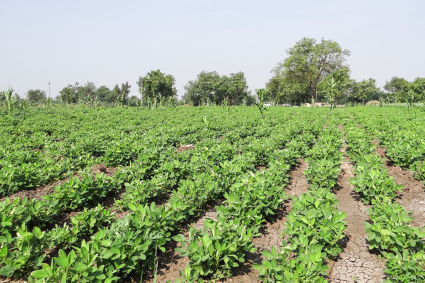 AGRICULTURE SENEGALAISE : Ces contraintes qui plombent le financement AGRICULTURE SENEGALAISE : Ces contraintes qui plombent le financement