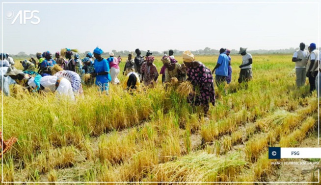 Fatick : Des productrices de Loul Séssène réclament du matériel pour réussir la résilience rurale Fatick : Des productrices de Loul Séssène réclament du matériel pour réussir la résilience rurale
