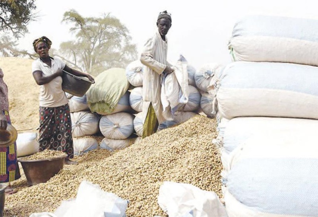 Campagne commercialisation arachidière: un manque à gagner de 303 milliards CFA, selon les acteurs Campagne commercialisation arachidière: un manque à gagner de 303 milliards CFA, selon les acteurs