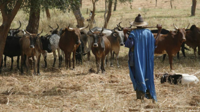 Domaine agricole du maire de Sandiara : Un éleveur fracasse le bras du gardien Domaine agricole du maire de Sandiara : Un éleveur fracasse le bras du gardien